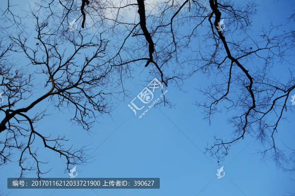 枯枝