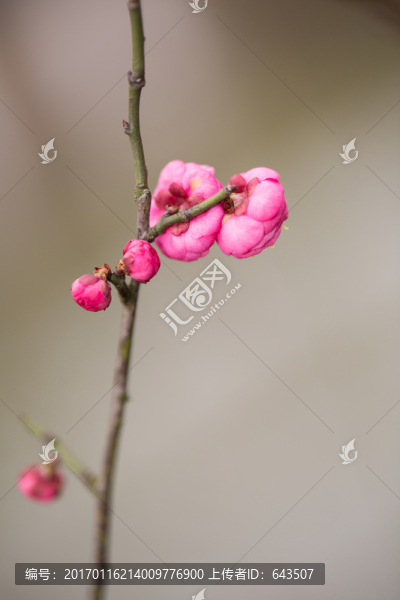梅花