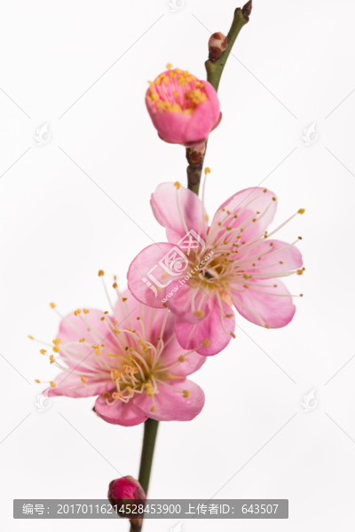 梅花