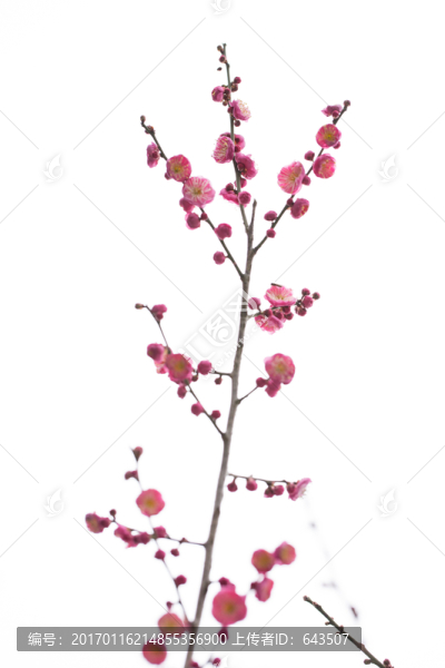梅花