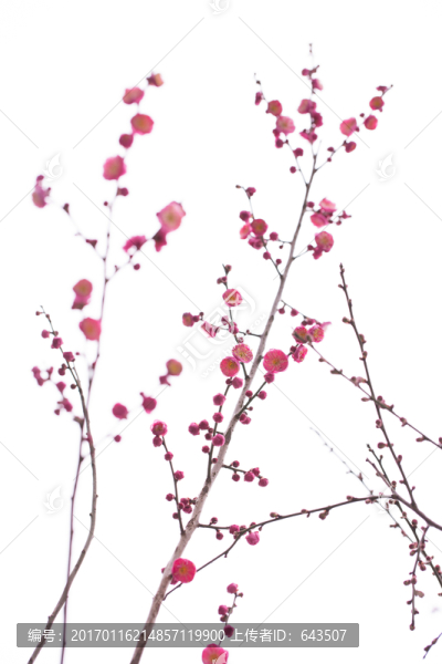 梅花