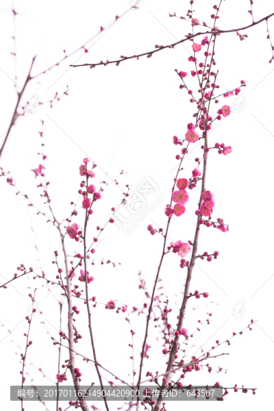 梅花