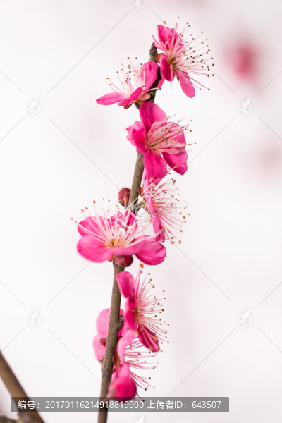 梅花