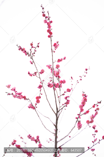 梅花-匯圖網(wǎng) www.fosd68.com 梅花