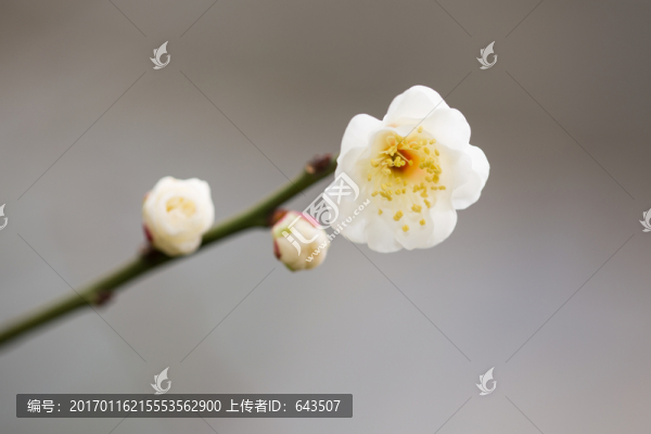 梅花-匯圖網(wǎng) www.fosd68.com 梅花