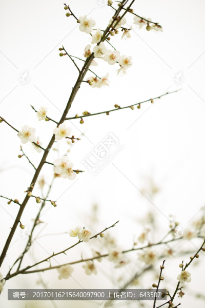 梅花