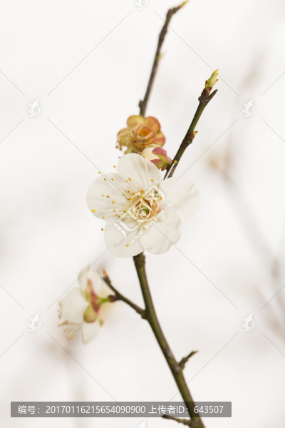 梅花