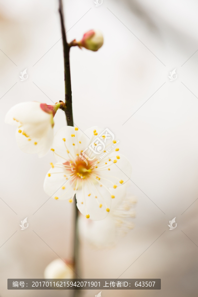 梅花