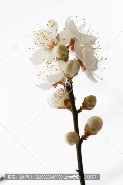 梅花