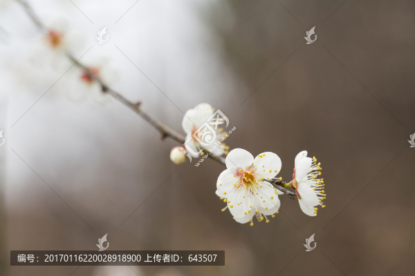 梅花