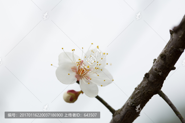 梅花