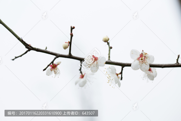 梅花