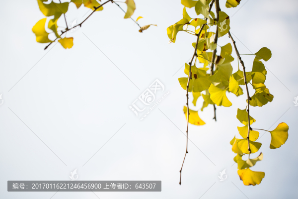 銀杏-匯圖網(wǎng) www.fosd68.com 銀杏