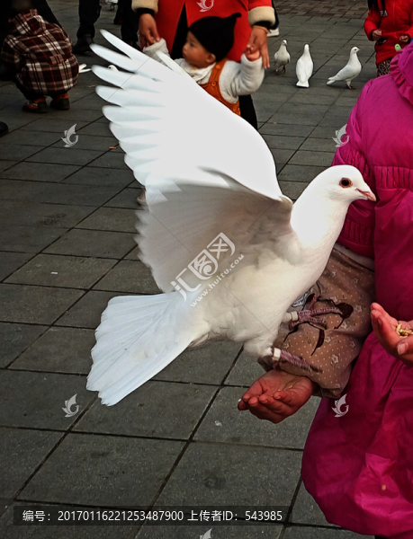 喂鴿子