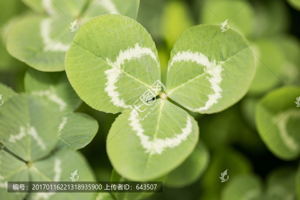 車軸草