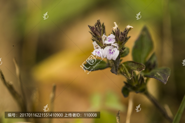 微距野花