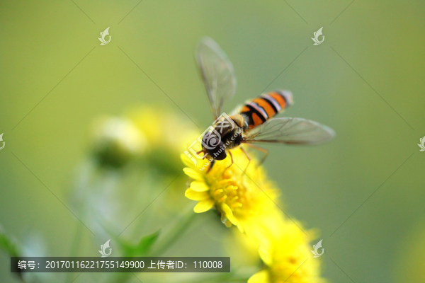 小蜜蜂