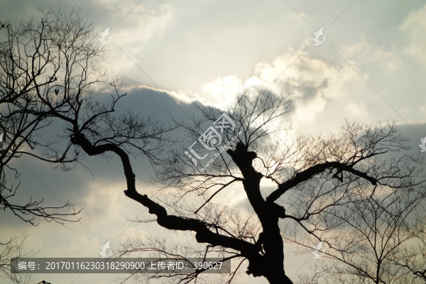 樹(shù)枝天空