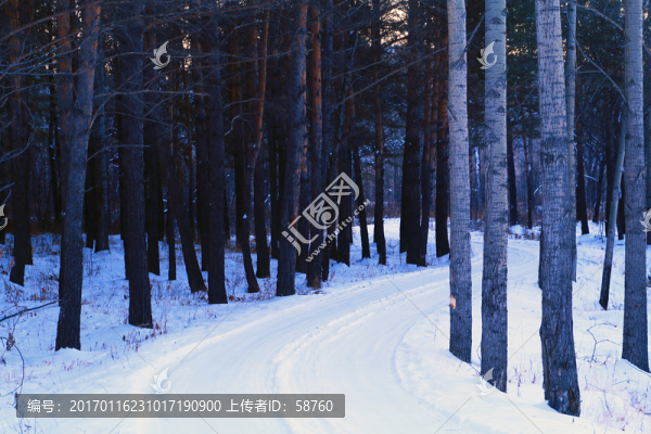 雪野樹(shù)林