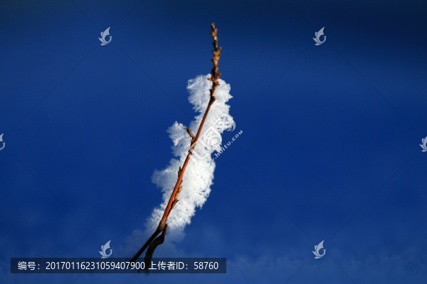 野草冰霜