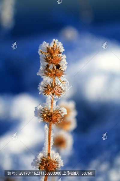 野草冰霜雪景