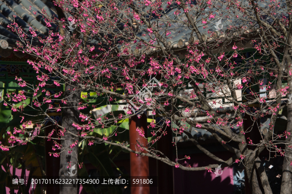 古建筑與紅梅花