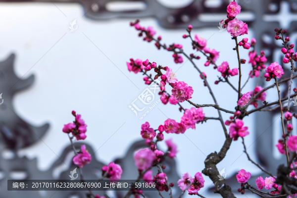 梅園紅梅花