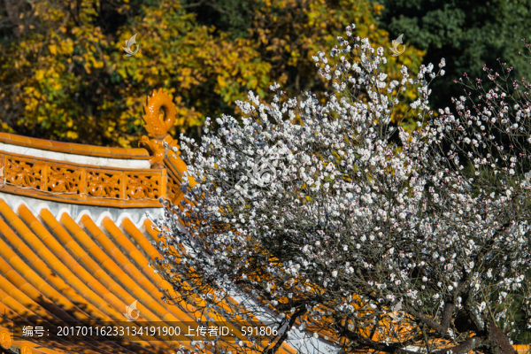 古建屋頂與白梅花