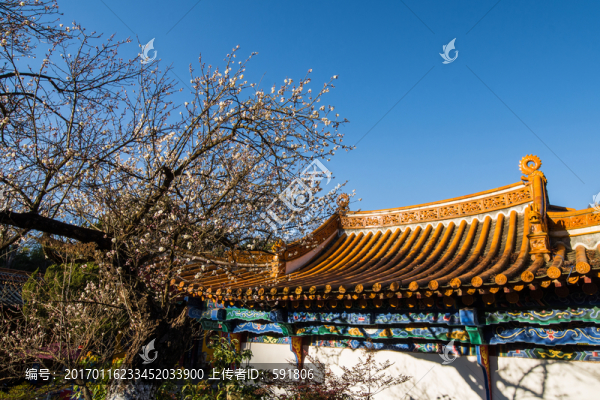 老樹(shù)白梅琉璃瓦頂藍(lán)天