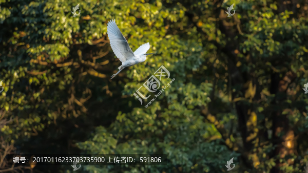 林間飛翔的白鶴