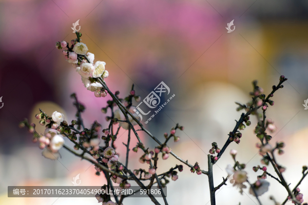 粉白梅花