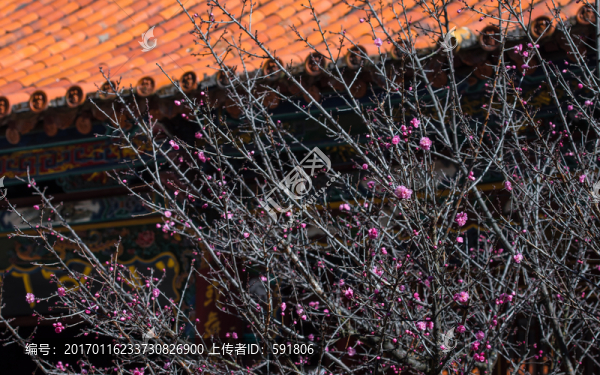 琉璃瓦屋檐與紅梅花-匯圖網(wǎng) www.fosd68.com 琉璃瓦屋檐與紅梅花