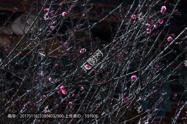 暗背景紅梅花