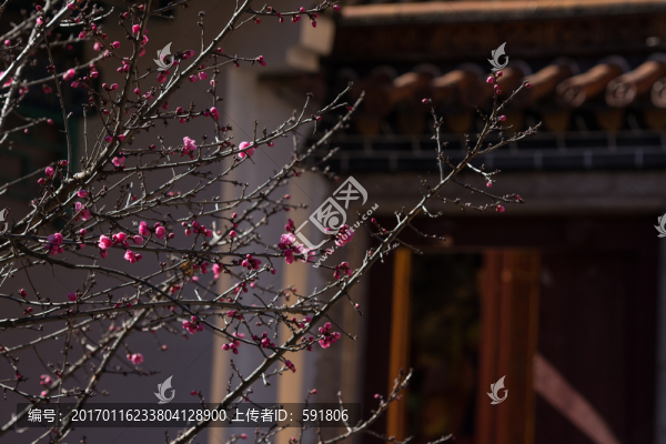 古建筑與紅梅花