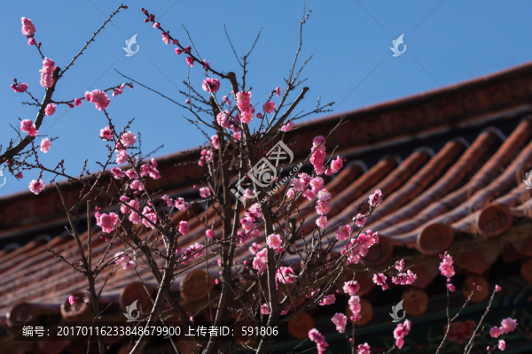 古建紅梅藍(lán)天