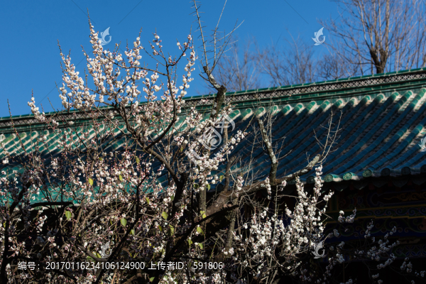 古建老樹白梅藍(lán)天