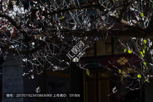 古建老樹白梅