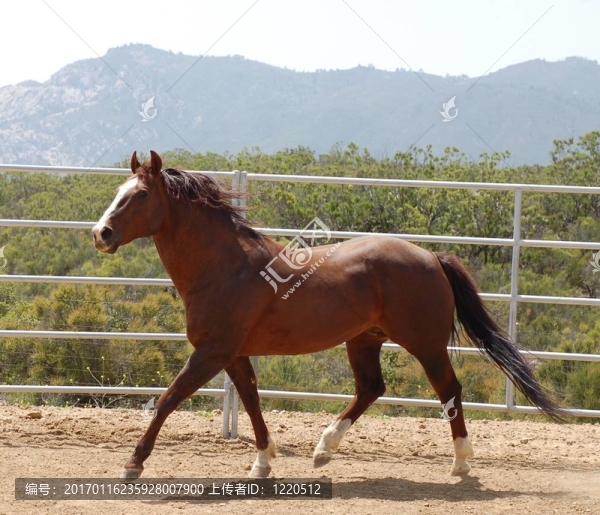 栗色的馬