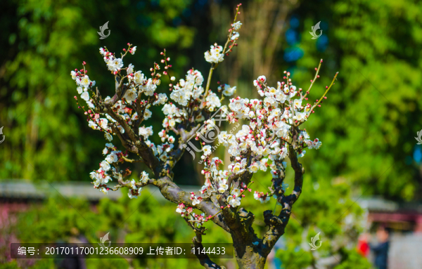 梅花
