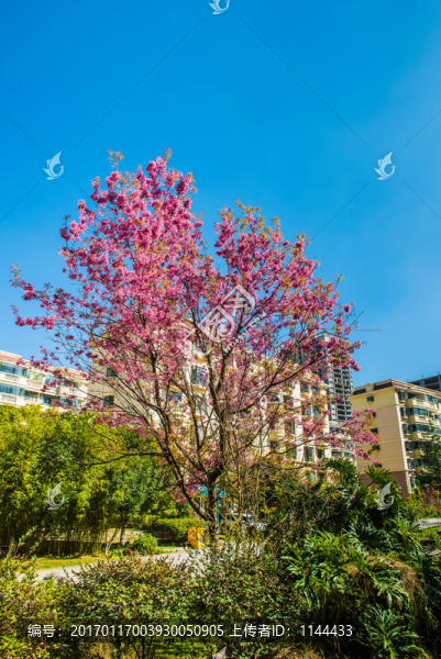 櫻花