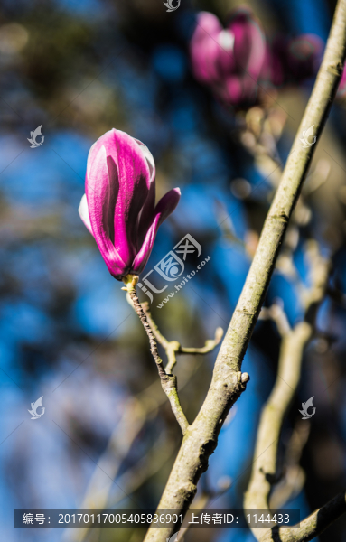 玉蘭花