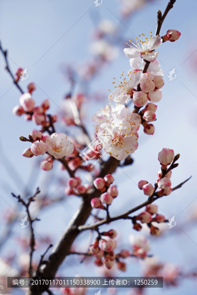 林芝桃花