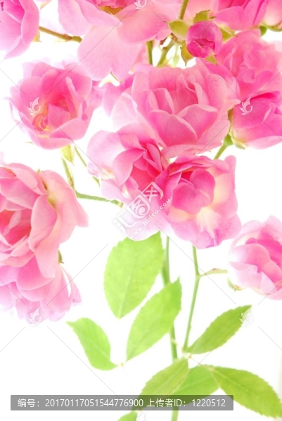 粉薔薇