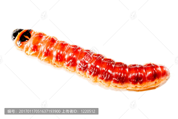大麥蟲
