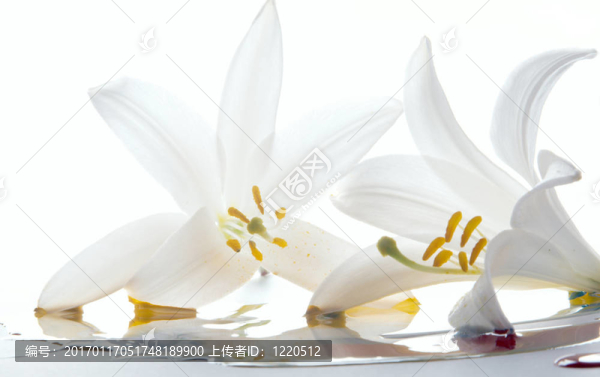 百合花