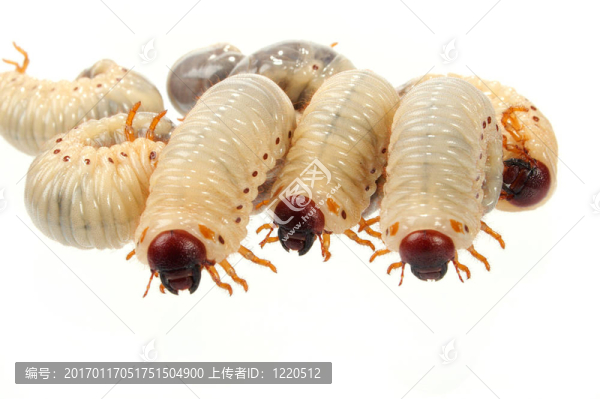 金龜子