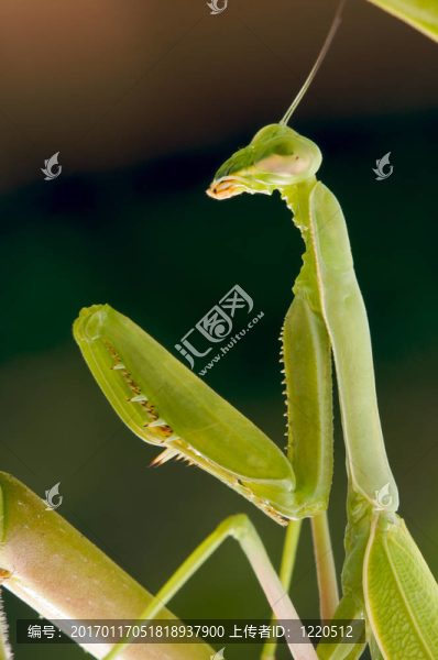 螳螂