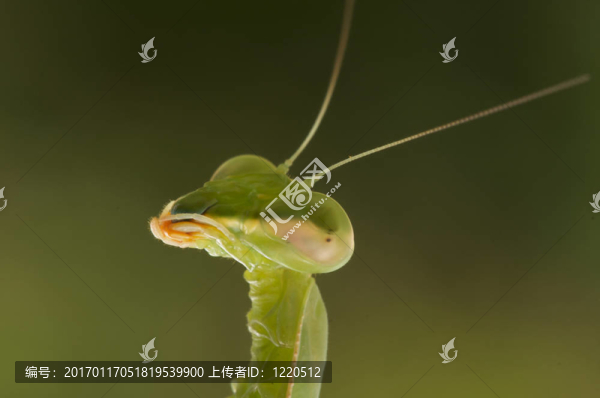 螳螂