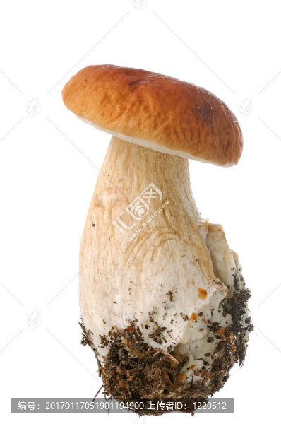白蘑菇