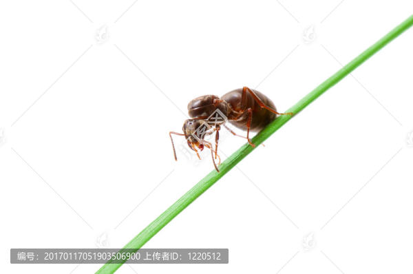 螞蟻在草地上